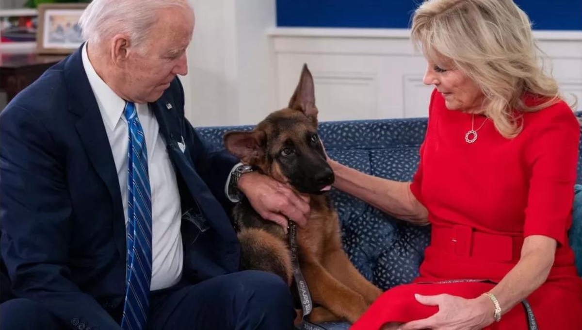 Biden's Dog Commander's Biting Incidents Raise Concerns 11th Attack on Secret Service Agent