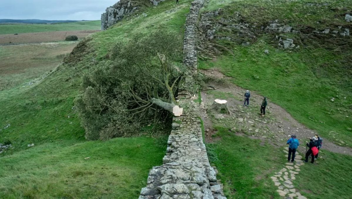 Sycamore Gap Tree at Hadrian’s Wall Deliberately Felled