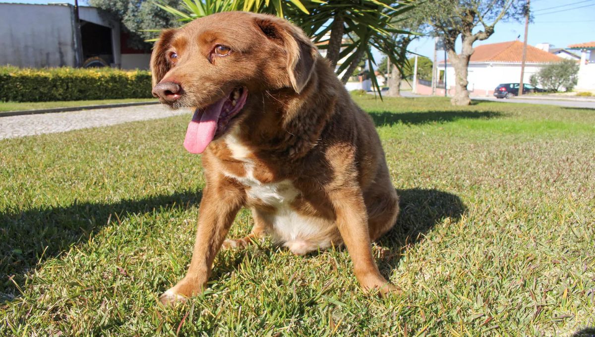 World's Oldest Dog