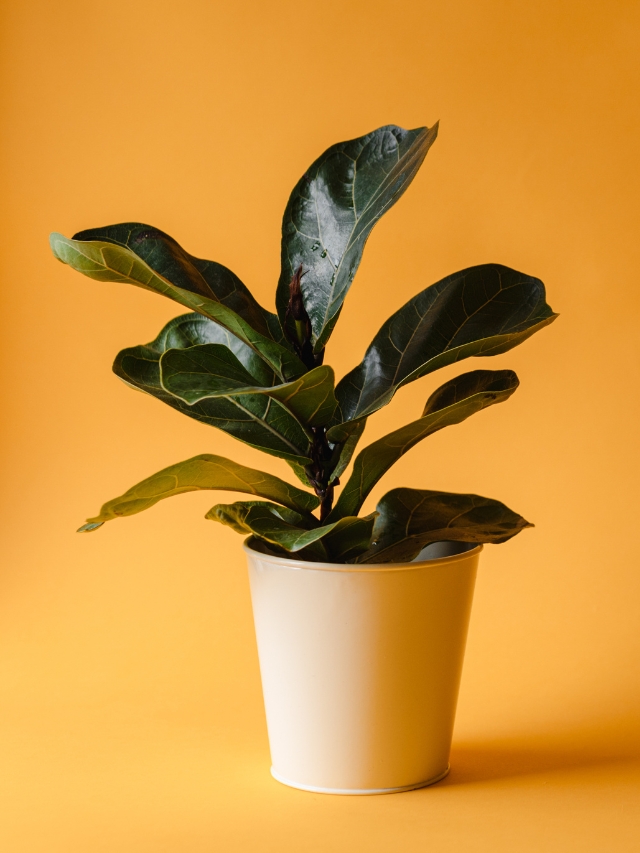 5 indoor plants for winter season