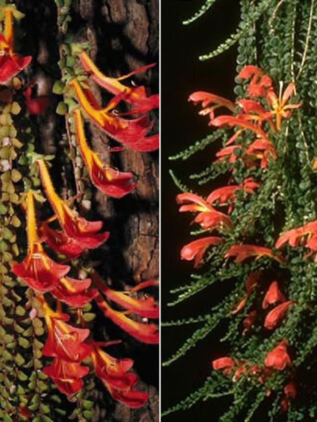 Indoor Plants with Seasonal Flowers