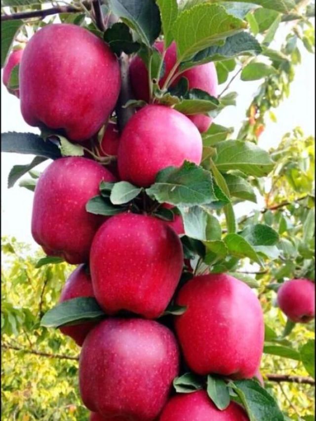 Fibre-Rich Foods for Indians
